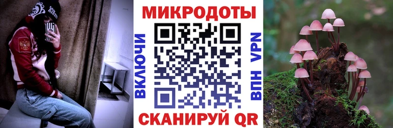 дарк нет официальный сайт  Гвардейск  Псилоцибиновые грибы Cubensis 
